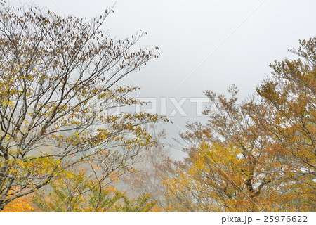 深山の紅葉 25976622