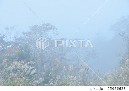 微かに見える紅葉に惹かれて 微かに見える紅葉に惹かれて 25976623