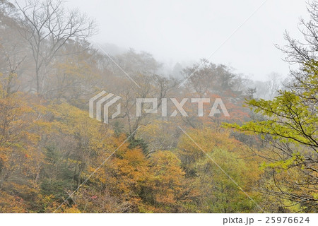 爽やかな朝の紅葉 25976624