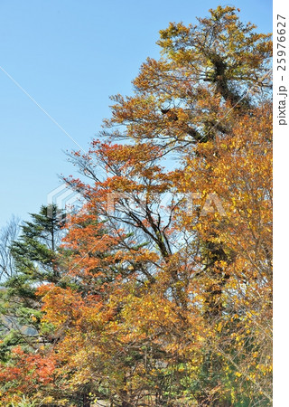 大木の堂々たる紅葉 25976627