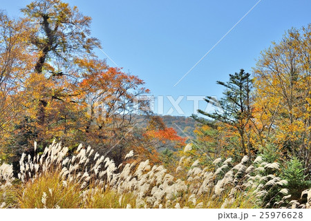 ススキと雄大な紅葉 ススキと雄大な紅葉 25976628