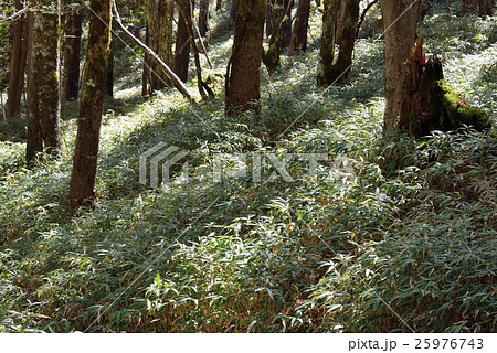 希望の木洩れ日 希望の木洩れ日 25976743