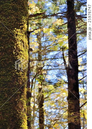 大木越しの黄色い紅葉 大木越しの黄色い紅葉 25976747