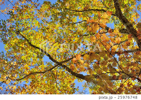 大空へ伸びやかな紅葉 25976748