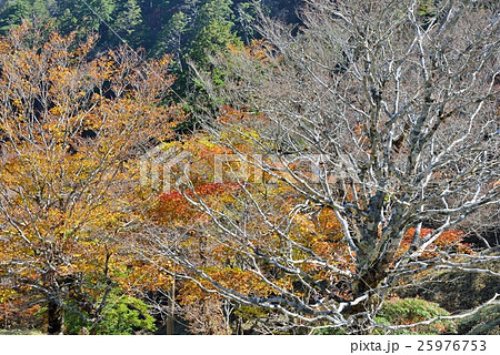 高原の紅葉 25976753