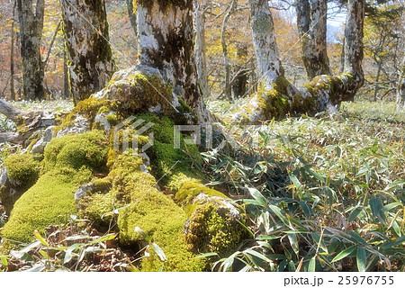 大木の苔に惹かれて 25976755