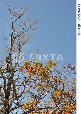 直立と斜めの趣き 25976843