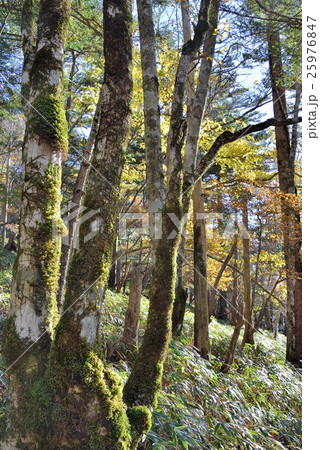 古木の苔と熊笹の趣き 25976847