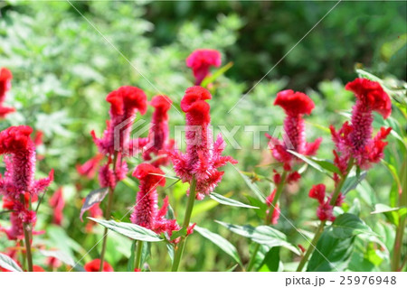 ケイトウの花 ケイトウの花 25976948