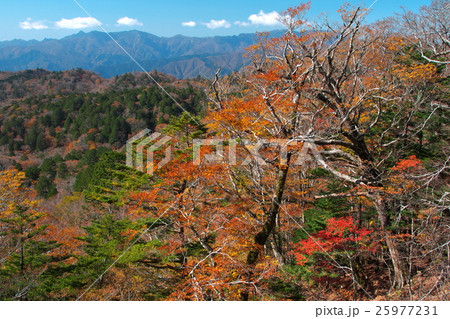 山の紅葉 25977231