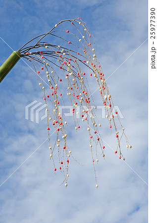 餅花 もちばな 花餅 はなもち の写真素材