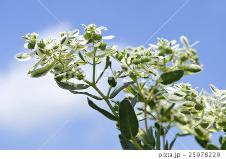 ハツユキソウ(初雪草) ハツユキソウ(初雪草) 25978229