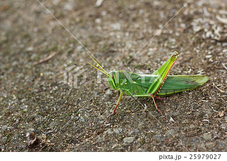 昆虫 虫 蟲 25979027