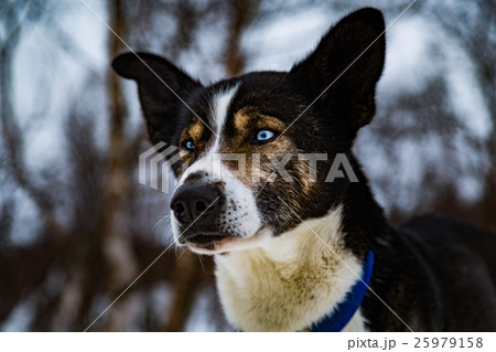 husky husky 25979158