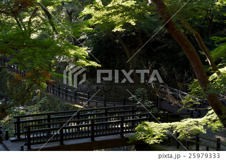 和歌山根来寺　もみじ谷公園 25979333