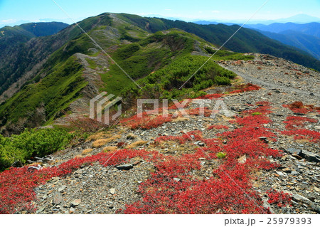 北アルプス・蝶ヶ岳稜線のクロマメノキの紅葉 北アルプス・蝶ヶ岳稜線のクロマメノキの紅葉 25979393