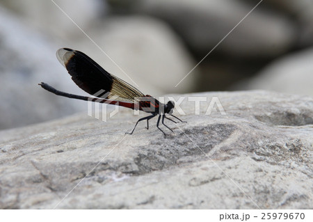 トンボ とんぼ ドラゴンフライ 25979670