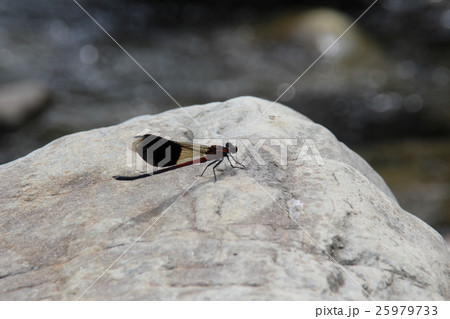 トンボ とんぼ ドラゴンフライ 25979733