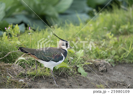 綺麗なタゲリ成鳥 25980109