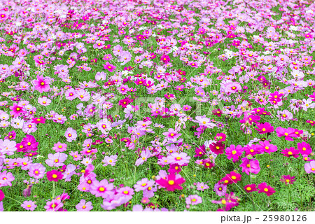 コスモス コスモス 25980126
