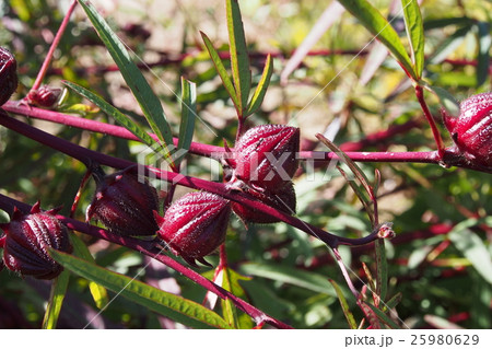 ローゼル　アオイ科　フヨウ属　アフリカ原産 25980629