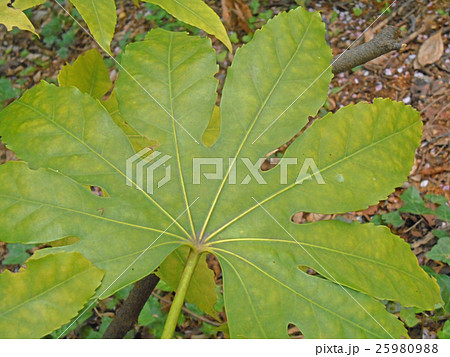 天狗の団扇 ヤツデの葉 の写真素材