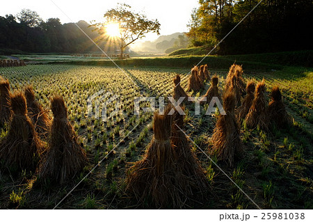 朝日をあびる藁（奈良市） 25981038