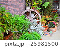 garden 25981500