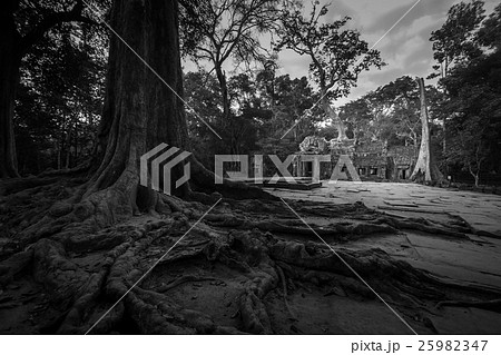 Ta Prohm with banyan tree root foreground  25982347