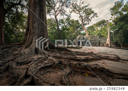 Ta Prohm with banyan tree root foreground  25982348
