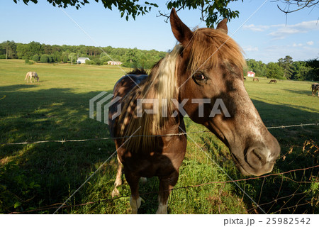 Horse Portrait, shot in North Georgia Horse Portrait, shot in North Georgia 25982542