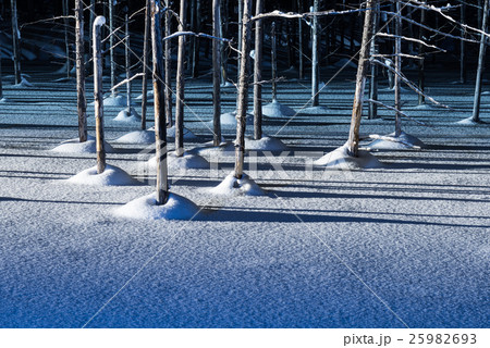 美瑛の青い池 25982693