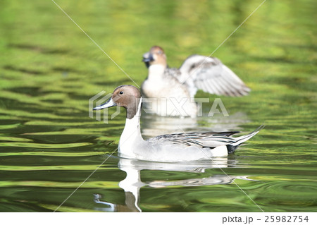 オナガガモD オナガガモD 25982754