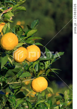 柚子畑 25983026