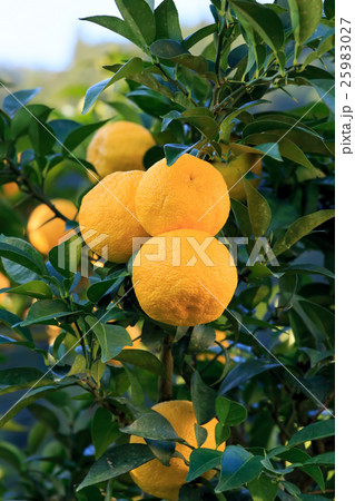 柚子畑 柚子畑 25983027