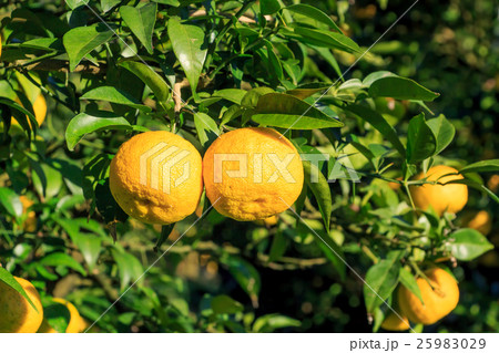 柚子畑 25983029