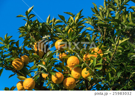 柚子畑 25983032