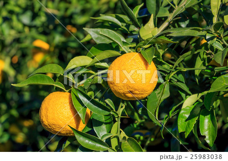 柚子畑 柚子畑 25983038