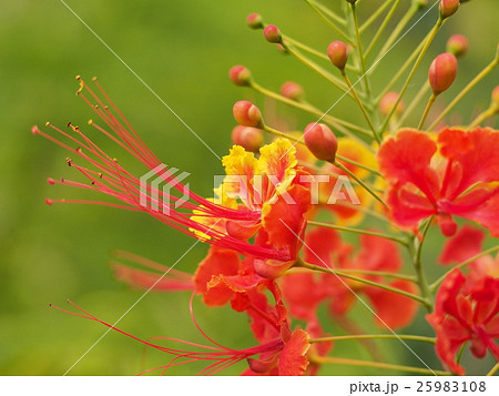 情熱の行方 25983108