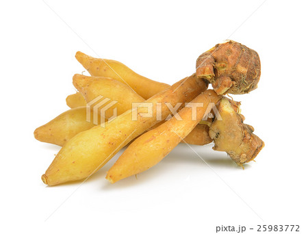 Fingerroot, Kaempfer, Boesenbergia  25983772