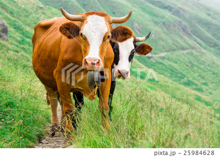 Two cows in a mountain pasture Two cows in a mountain pasture 25984628