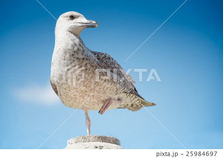 Young herring gull at the first winter Young herring gull at the first winter 25984697