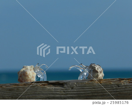 ガラスのヤドカリ 25985176