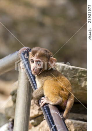 beautiful little monkey baby on staircase fence 25985672