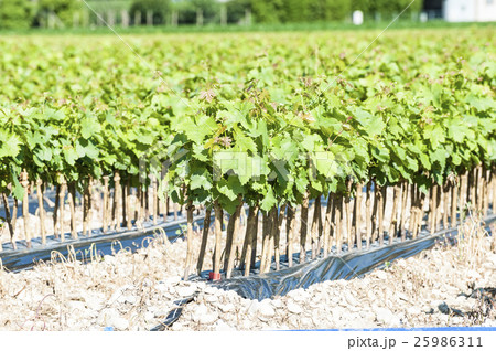 Field of rooted grafts of vine 25986311