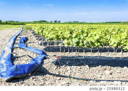 Field of rooted grafts of vine 25986312