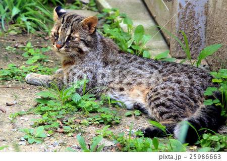 ツシマヤマネコ 25986663
