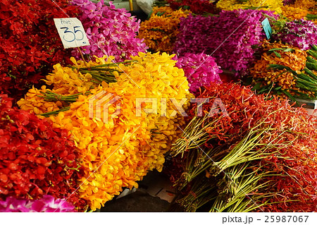 Orchids at Pak Khlong Market(タイ、パーククローン花市場) Orchids at Pak Khlong Market(タイ、パーククローン花市場) 25987067