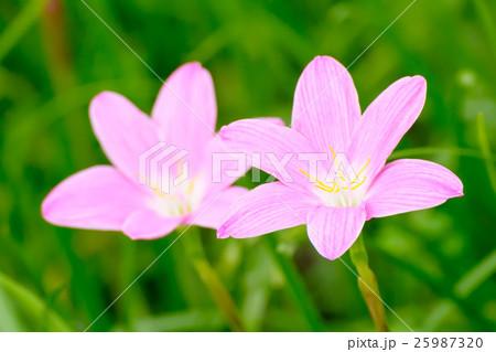 Pink zephyranthes grandiflora 25987320