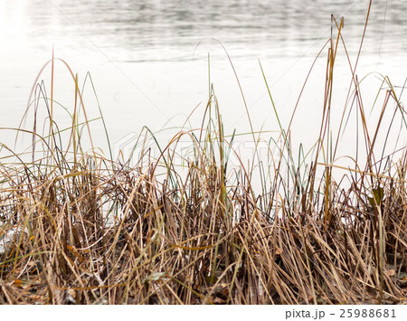 Withered plants at lakeside in autumn 25988681